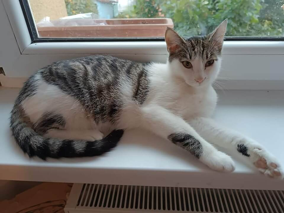Kocour Frosty