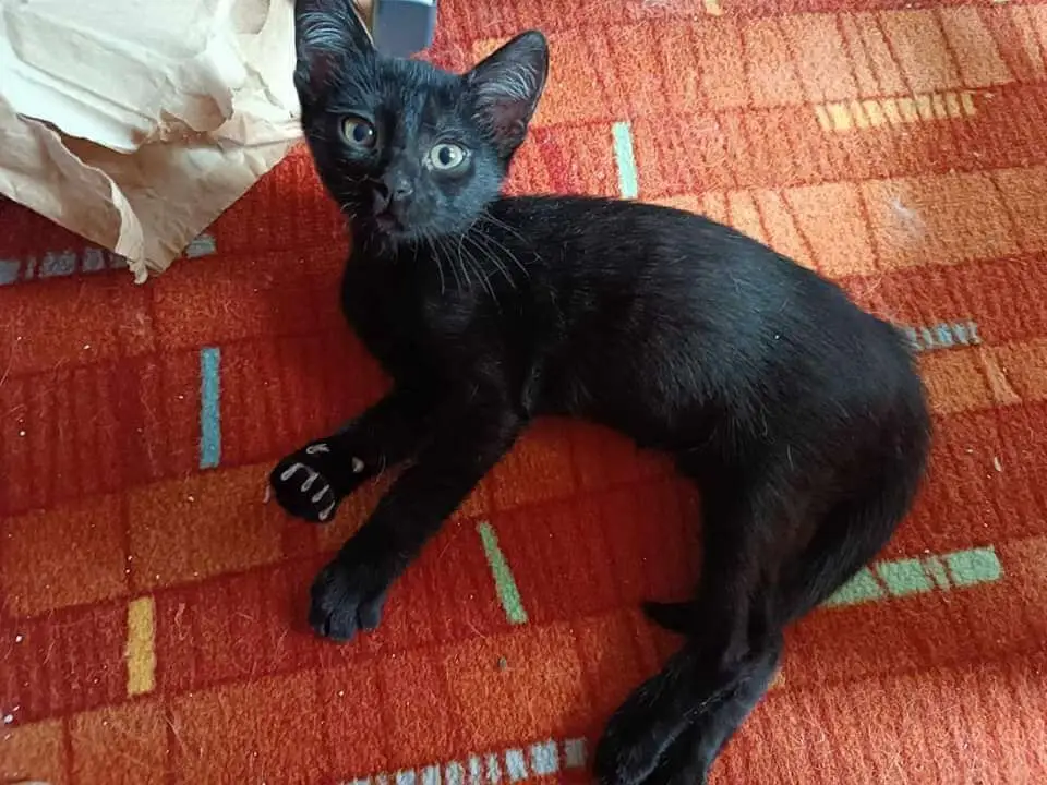 Kocour Milo