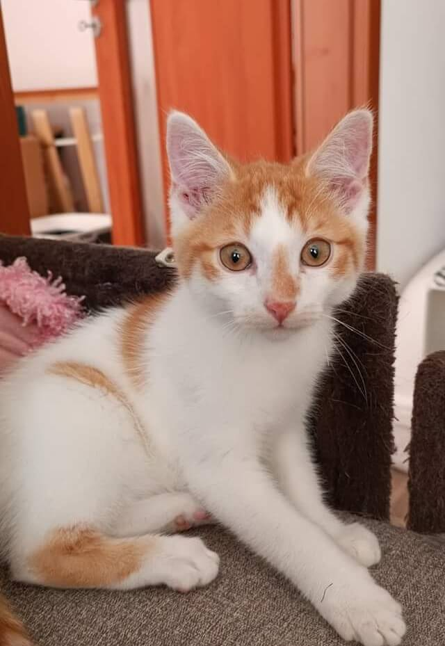 Kocour Miro