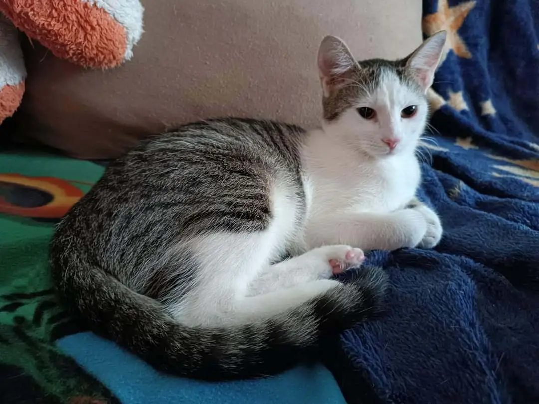 Kocour Oscar