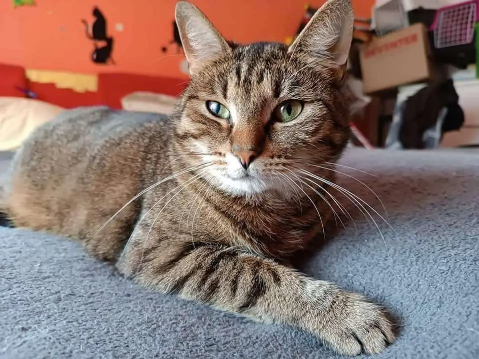 Kočka Selina